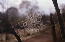 telaraña